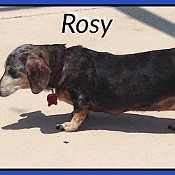 Thumbnail photo of Rosy #4
