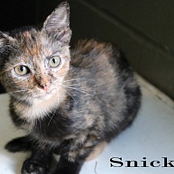 Thumbnail photo of Snickers #1