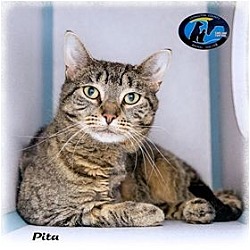 Thumbnail photo of Pita #1