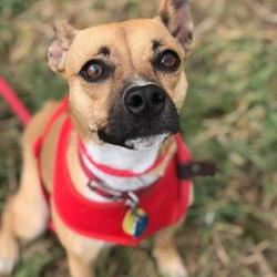 Shiba Inu Puppies For Sale In Iowa Adoptapetcom