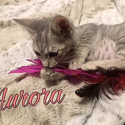 Thumbnail photo of Aurora #2