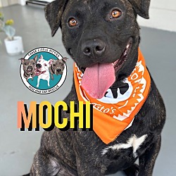 Thumbnail photo of Mochi #1