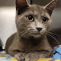 adopt a pet