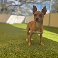 adopt-pet
