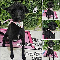 adopt a pet