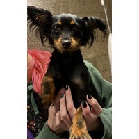 CARNATION - Chihuahua available for adoption