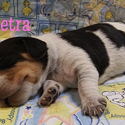 Thumbnail photo of PETRA #4