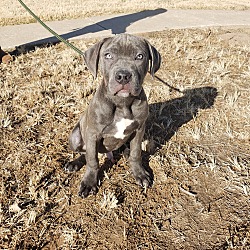 Cane Corso Puppies For Sale In Oklahoma Adoptapetcom