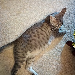 Thumbnail photo of Susie, A Low Key Spotted Tabby #2