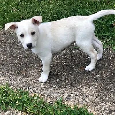 Charlotte, NC - Labrador Retriever. Meet Tobby a Pet for Adoption ...