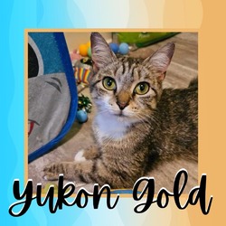 Photo of Yukon Gold