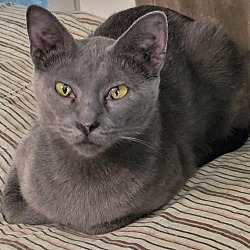 Thumbnail photo of Smokie (Russian Blue Mix) #2