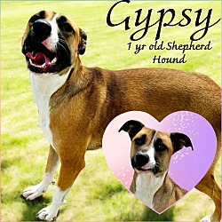 Thumbnail photo of Gypsy #1