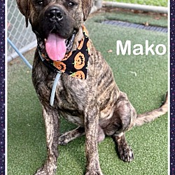 Thumbnail photo of MAKO #1