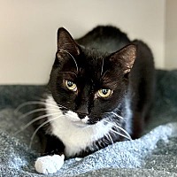 adopt-pet