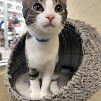 adopt a pet