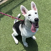 adopt a pet