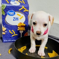 adopt-pet