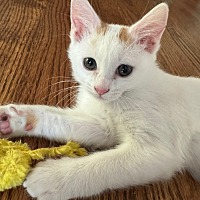 adopt a pet