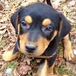 Thumbnail photo of Irwin, best heeler beagle babe #1
