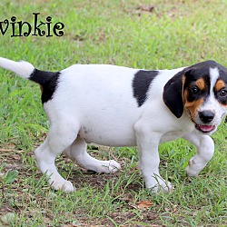 Thumbnail photo of Twinkie ~ meet me! #3