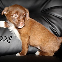 Thumbnail photo of Lizzy~adopted! #2