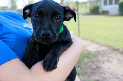 Berkeley Heights, NJ - Labrador Retriever. Meet Addie a Pet for ...