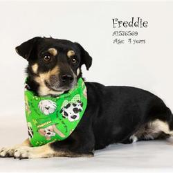 Riverside County Animal Control - Coachella Shelter in Thousand Palms