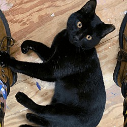 Thumbnail photo of Cat King Cole #2