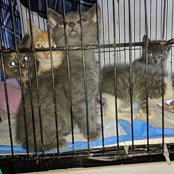 Photo of Russian Blue mix kittens