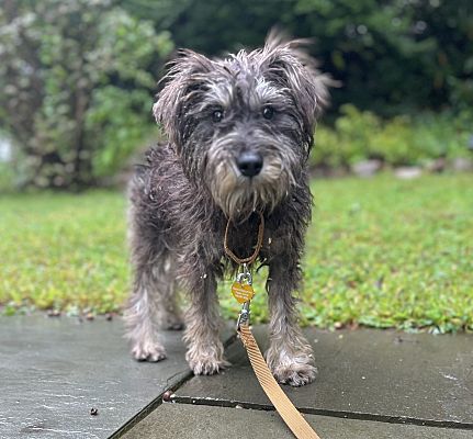 New York, NY - Schnauzer (Standard). Meet LYS Beauty a Pet for Adoption ...