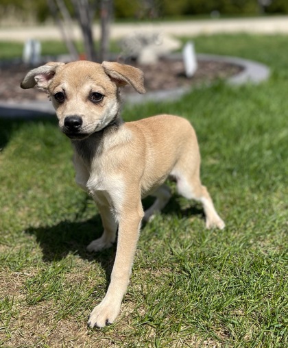 Elkhorn, WI - Terrier (Unknown Type, Small). Meet Gwen a Pet for ...