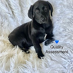 Thumbnail photo of Quality Assessment (Fee $300) #2