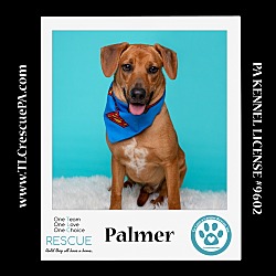 Thumbnail photo of Palmer (The Police Pups) 030224 #1