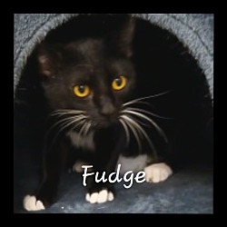 Thumbnail photo of Fudge #smooth-n-sweet #3