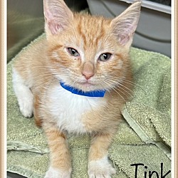 Thumbnail photo of TINK #3