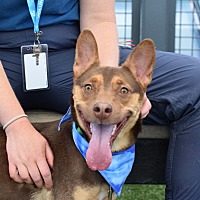 adopt a pet