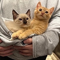 adopt a pet