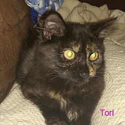 Thumbnail photo of Tori #2