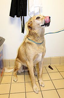 illusion collar petsmart