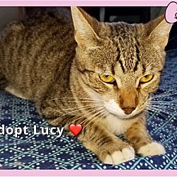 Thumbnail photo of Lovely Lucy #4