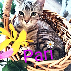 Thumbnail photo of Pari #2