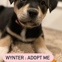 Thumbnail photo of Wynter ADOPTED #1