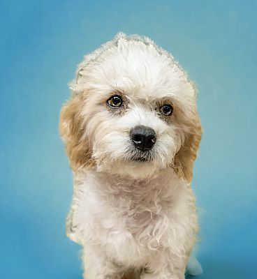 Troy, MO - Cavachon. Meet Nixon a Pet for Adoption - AdoptaPet.com