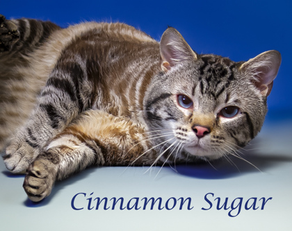 Thumbnail photo of Cinnamon Sugar #2