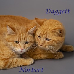 Photo of Norbert (C24-002)