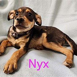 Photo of Nyx