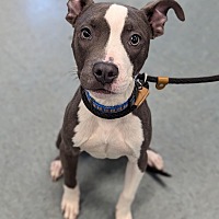 adopt a pet