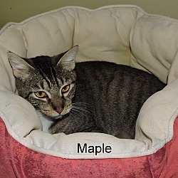 Thumbnail photo of Maple #4