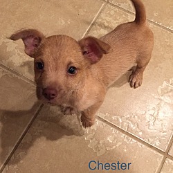 Thumbnail photo of Chester #2